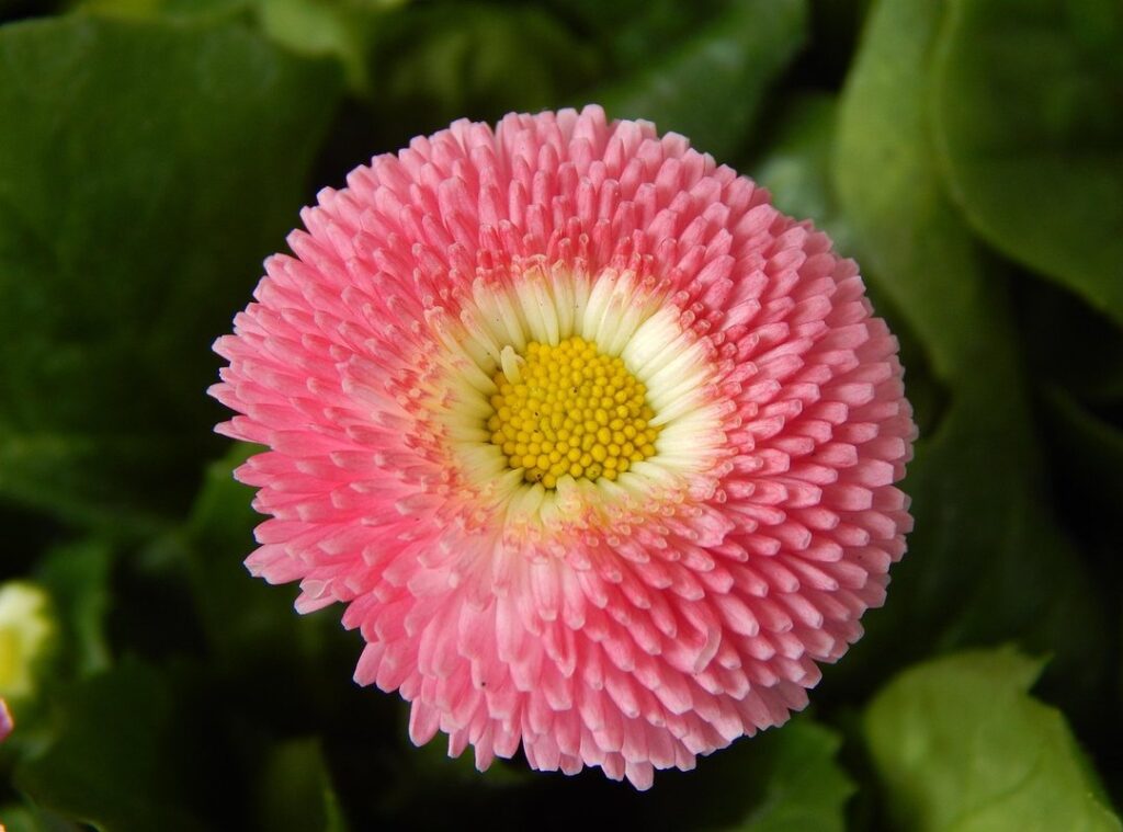 nature beauty rituals